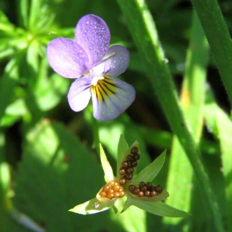 Viola tricolor mit Saatkapsel